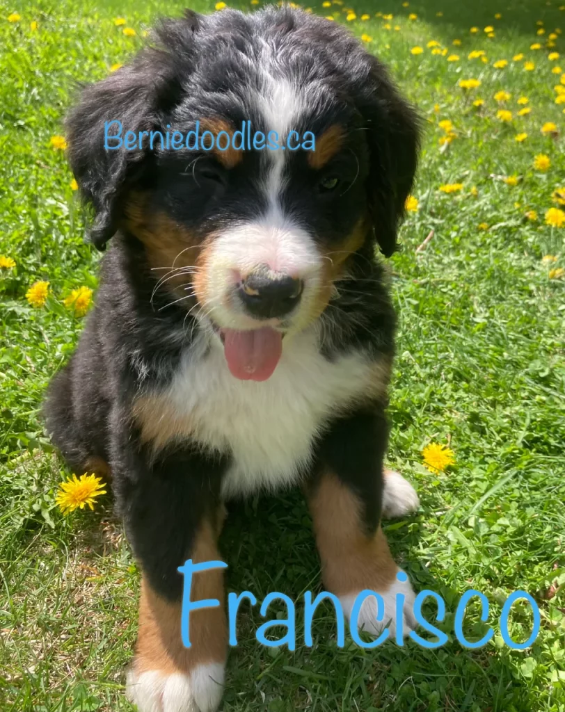 Francisco Benese Puppy for Sale