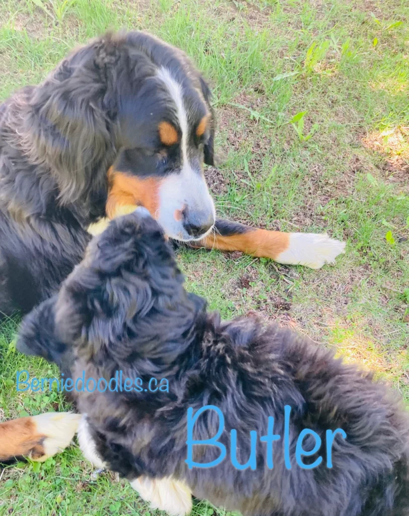Butler Male Bernedoodle Puppy For Sale