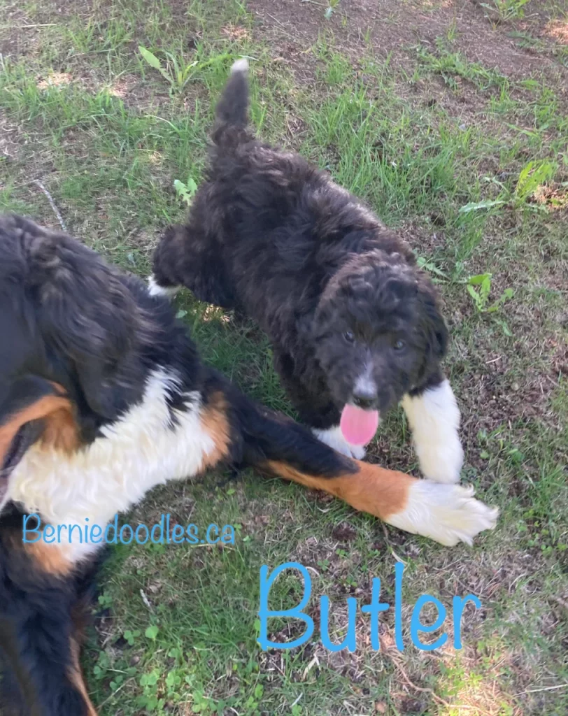 Butler Male Bernedoodle Puppy For Sale