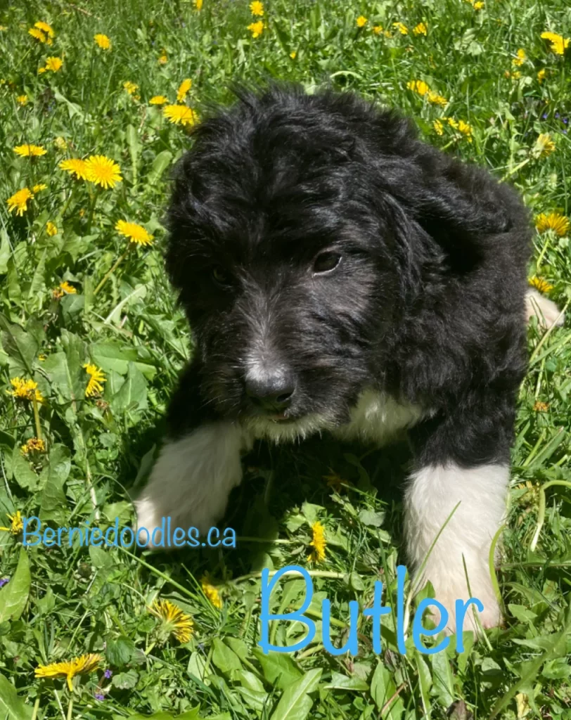 Butler Male Bernedoodle Puppy For Sale