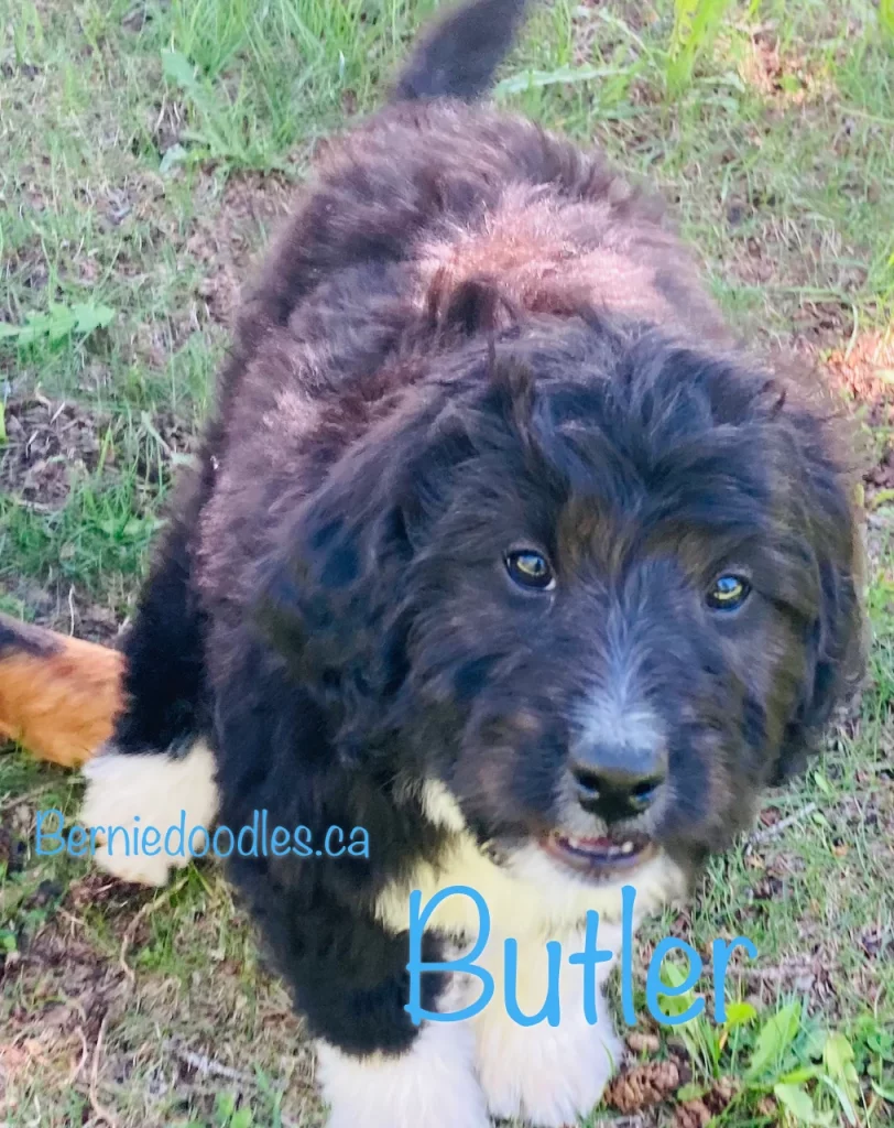 Butler Male Bernedoodle Puppy For Sale