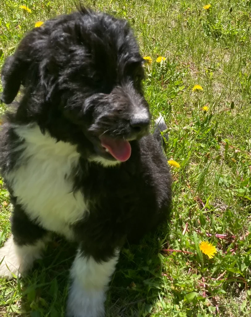 Butler Male Bernedoodle Puppy For Sale