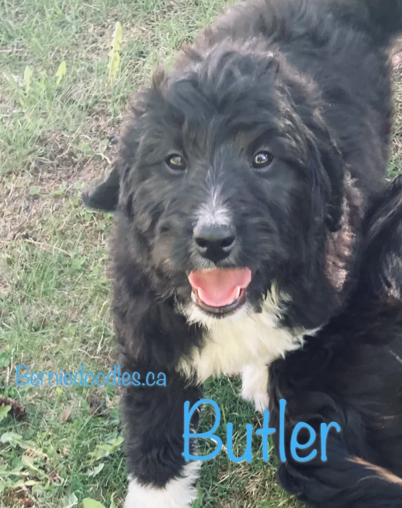 Butler Male Bernedoodle Puppy For Sale