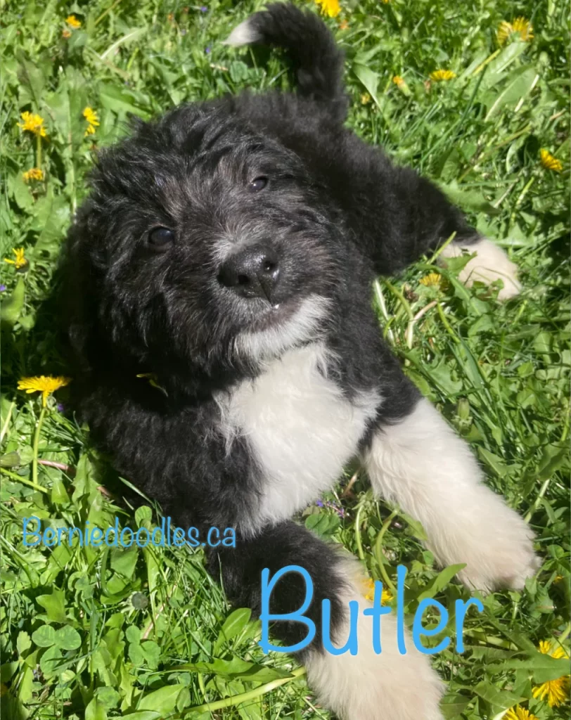 Butler Male Bernedoodle Puppy For Sale