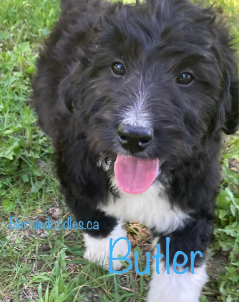 Butler Male Bernedoodle Puppy For Sale