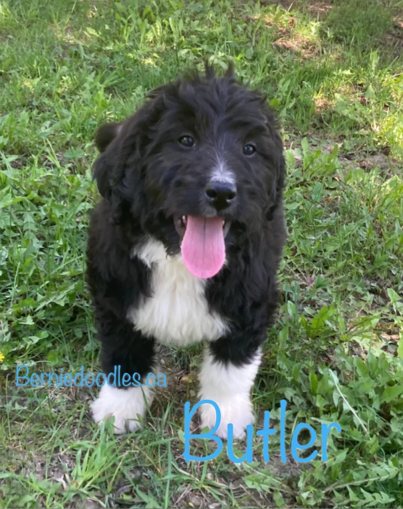 Butler Male Bernedoodle Puppy For Sale