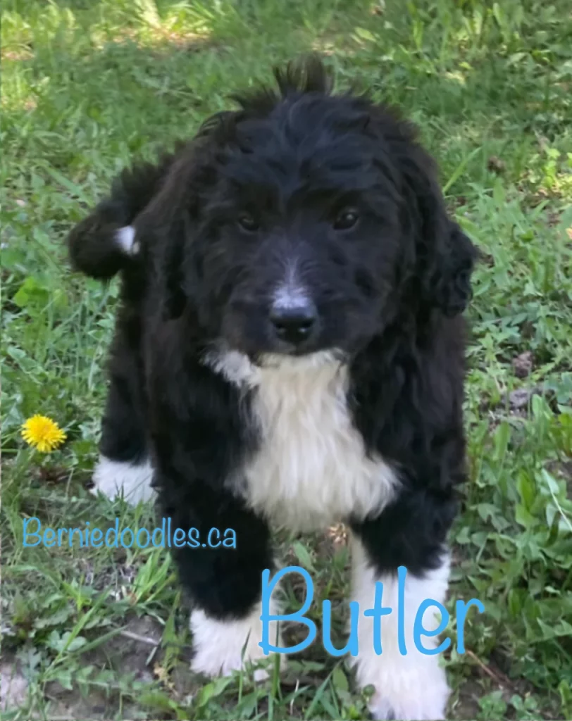 Butler Male Bernedoodle Puppy For Sale