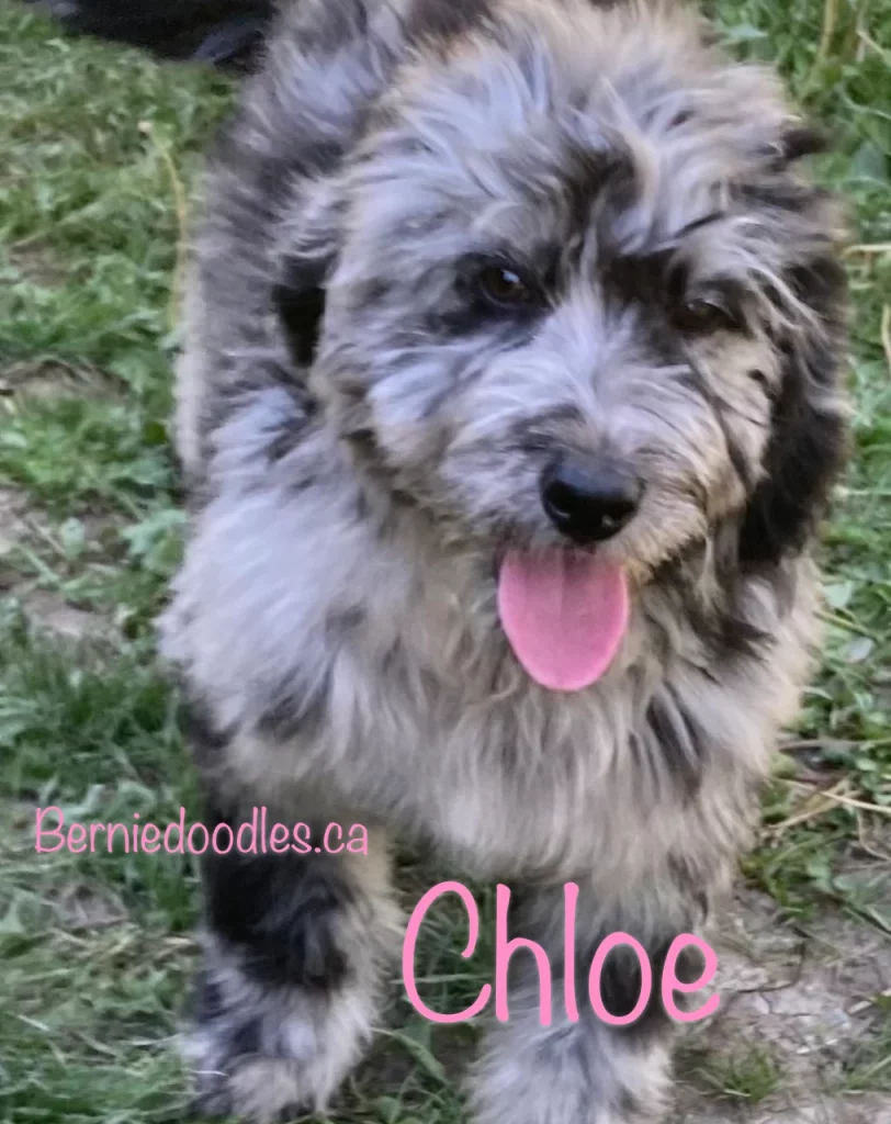 Chloe female Bernedoodle puppy