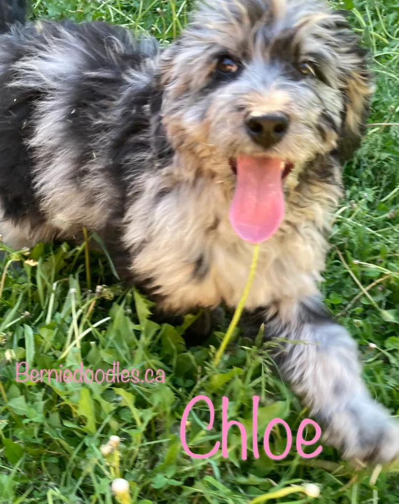 Chloe female Bernedoodle puppy