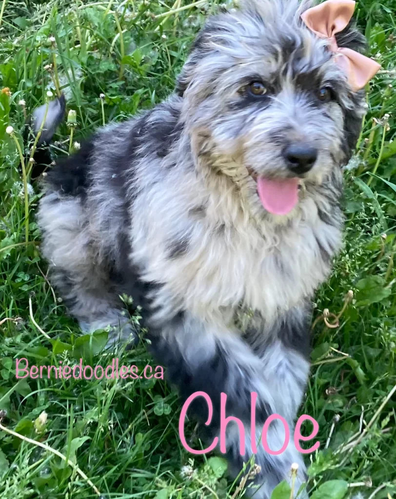 Chloe female Bernedoodle puppy