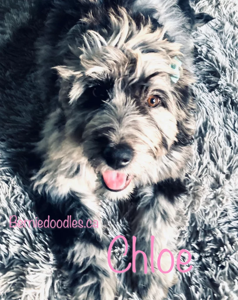 Chloe female Bernedoodle puppy