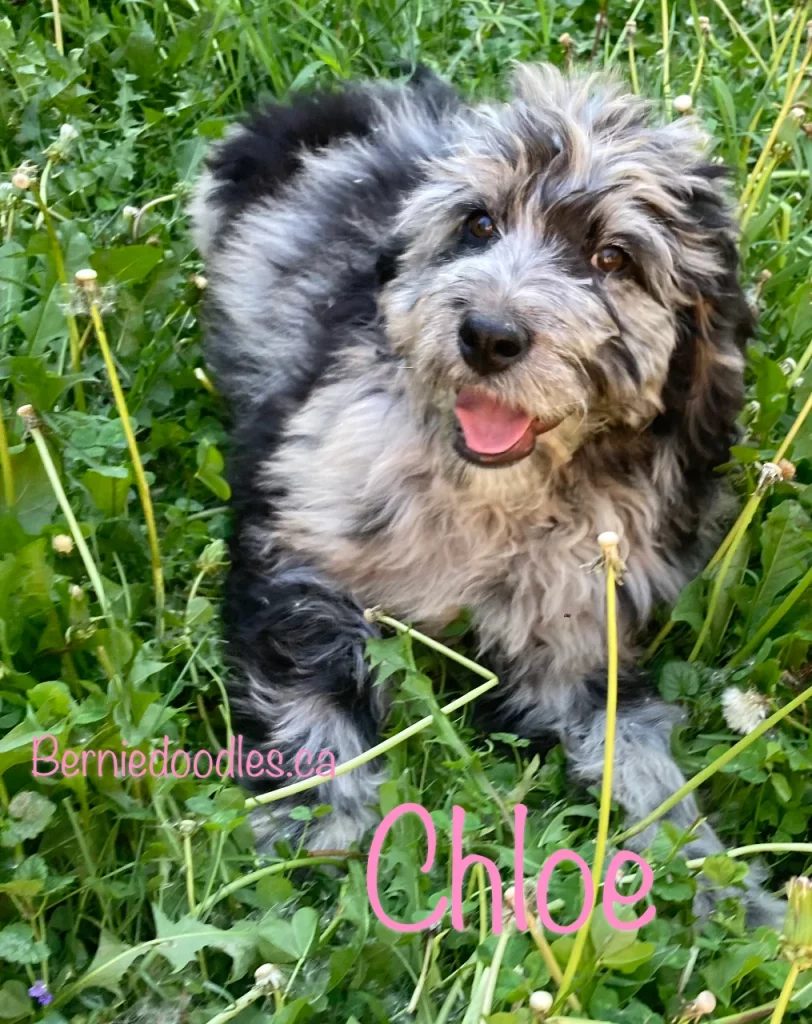 Chloe female Bernedoodle puppy