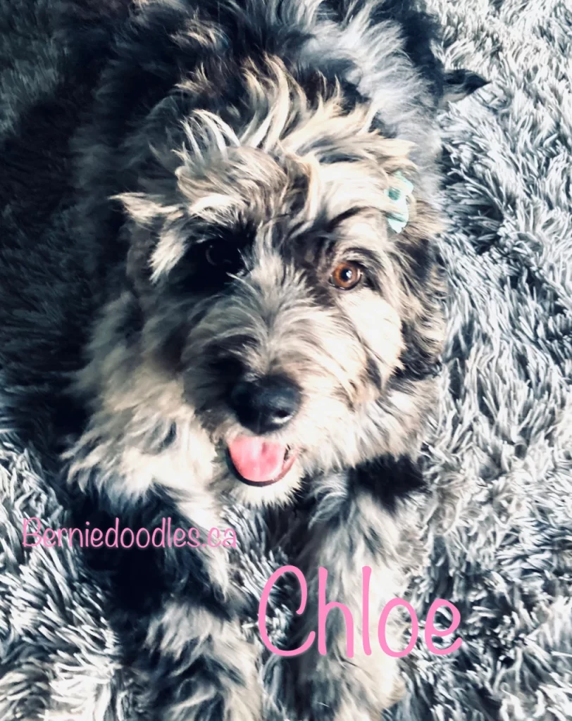 Chloe female Bernedoodle puppy