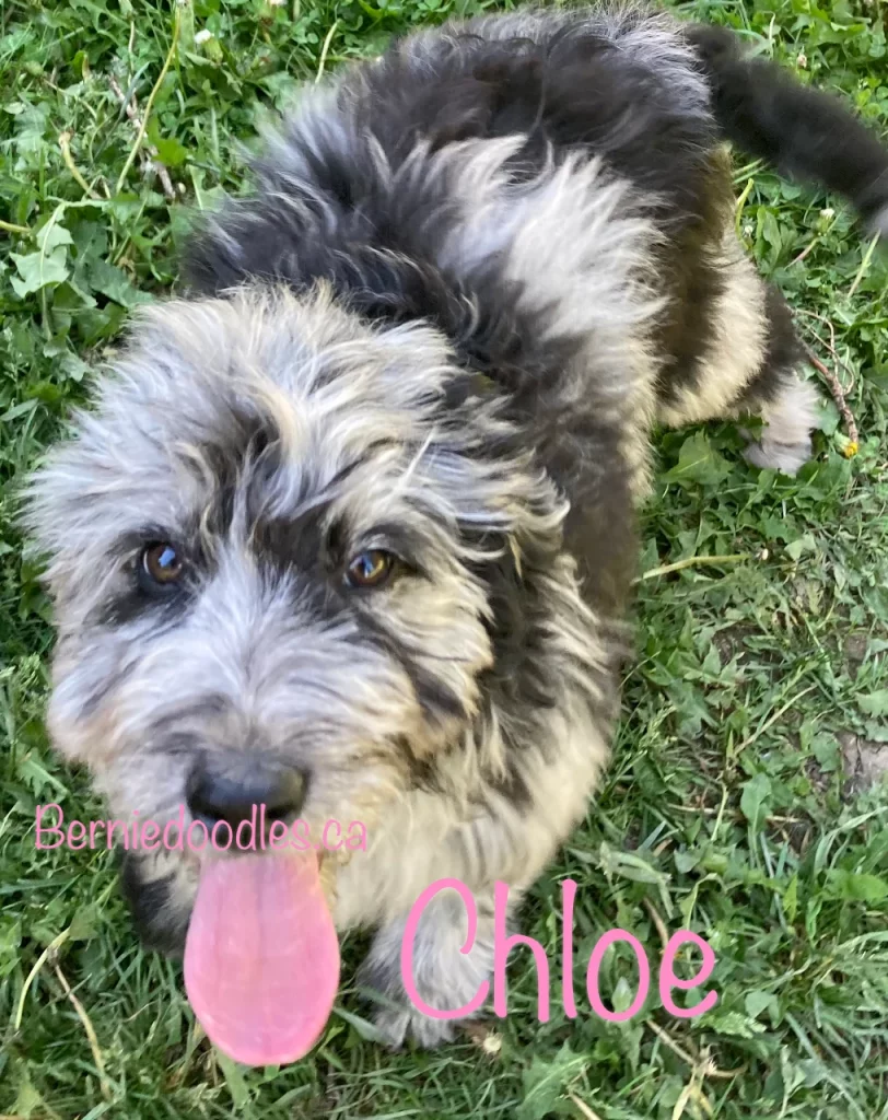 Chloe female Bernedoodle puppy