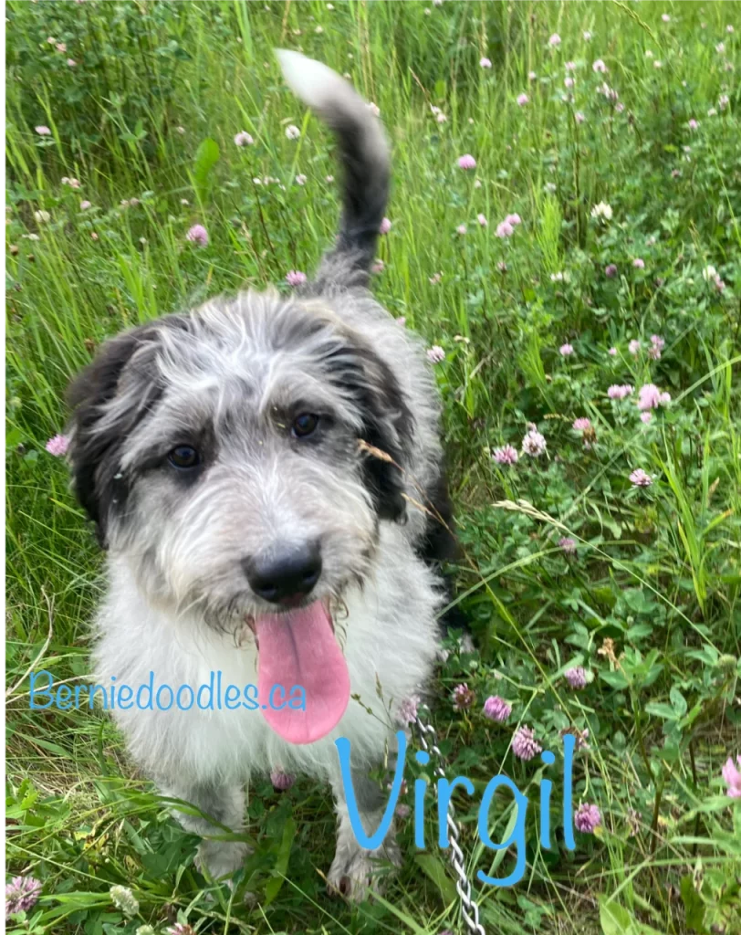 Virgil Male Bernedoodle Puppy for Sale