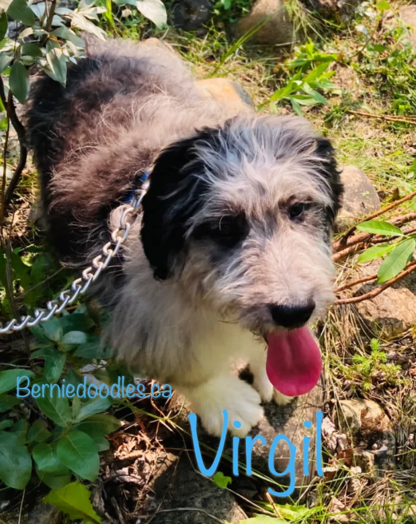 Virgil Male Bernedoodle Puppy for Sale