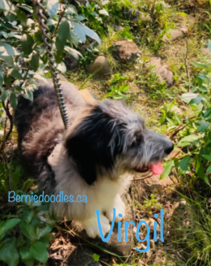 Virgil Male Bernedoodle Puppy for Sale