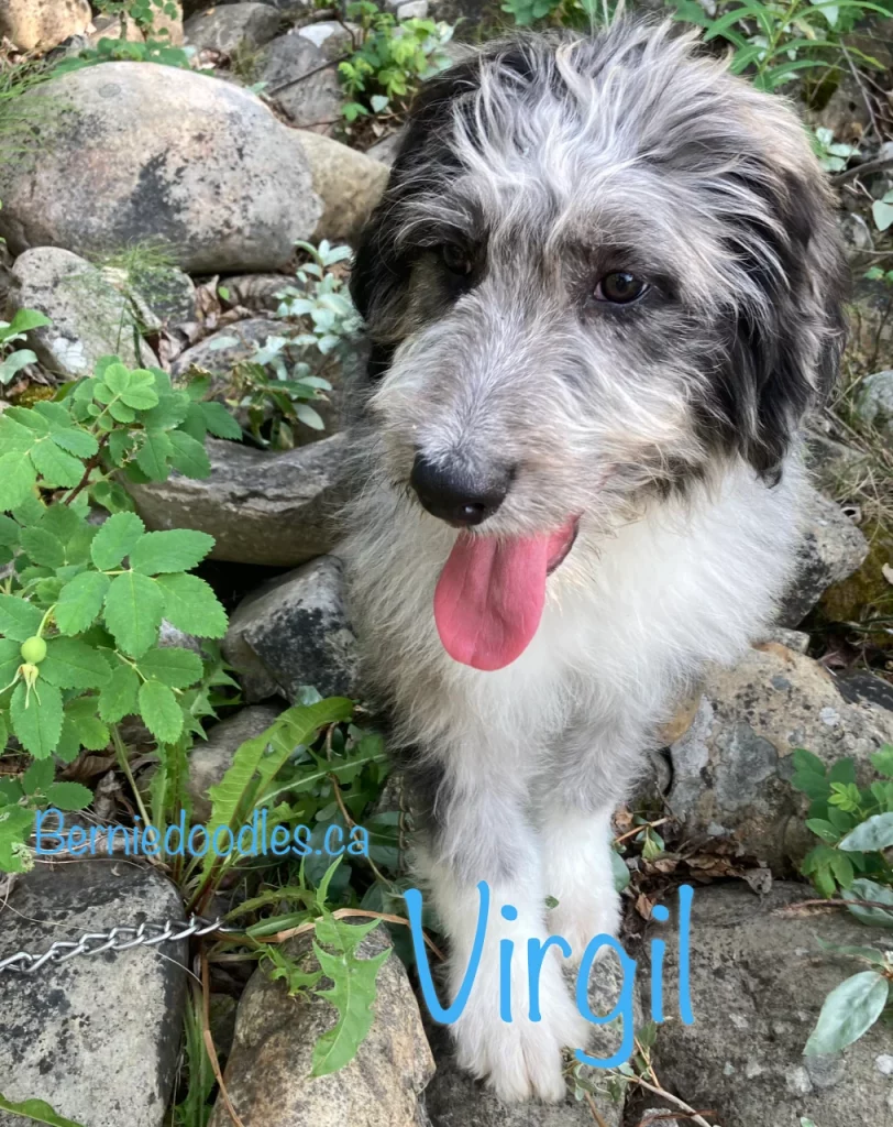 Virgil Male Bernedoodle Puppy for Sale