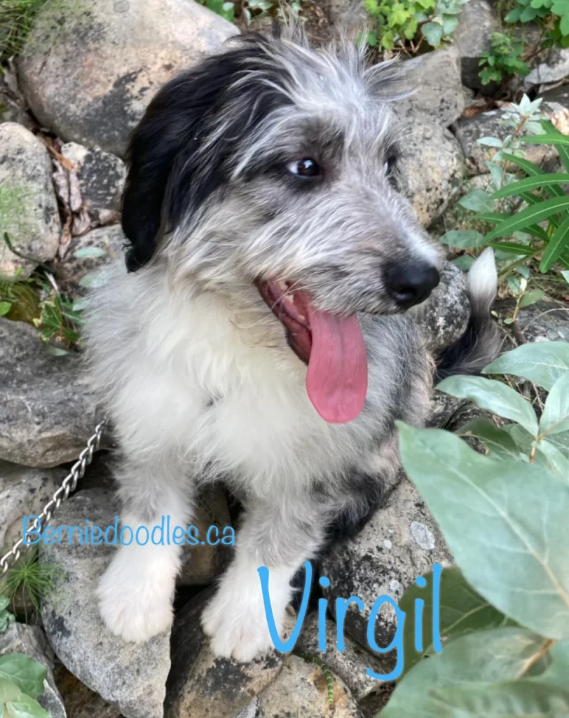 Virgil Male Bernedoodle Puppy for Sale