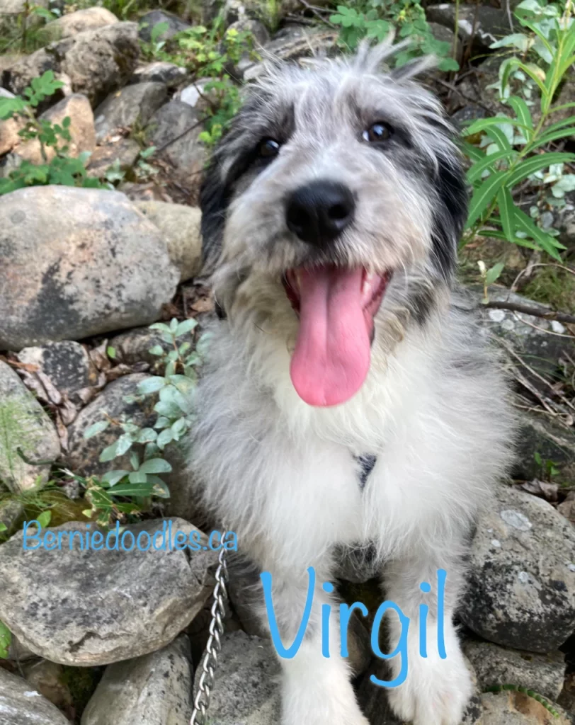 Virgil Male Bernedoodle Puppy for Sale