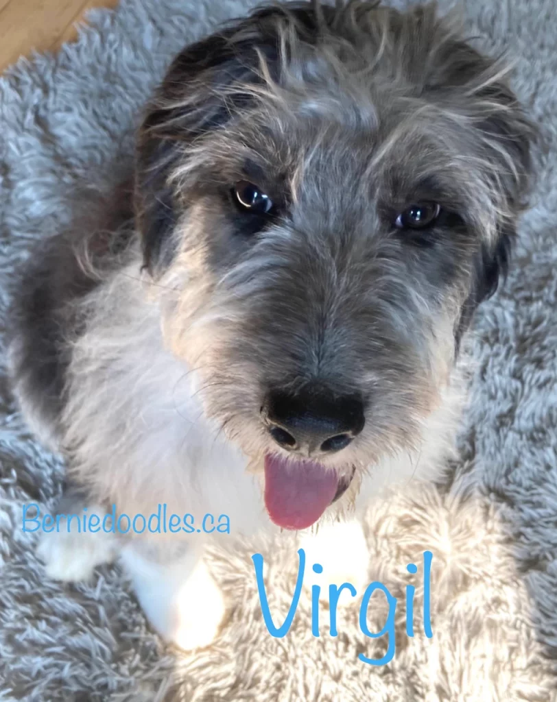 Virgil Male Bernedoodle Puppy for Sale