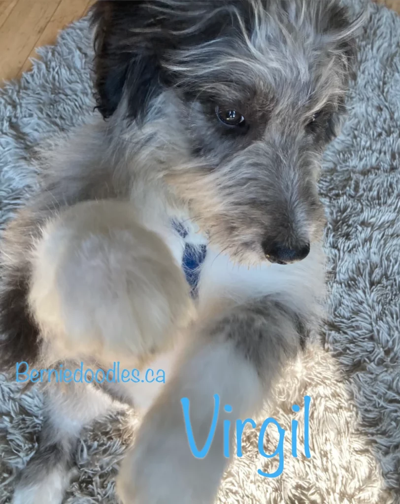 Diesel Male Bernedoodle Puppy for Sale