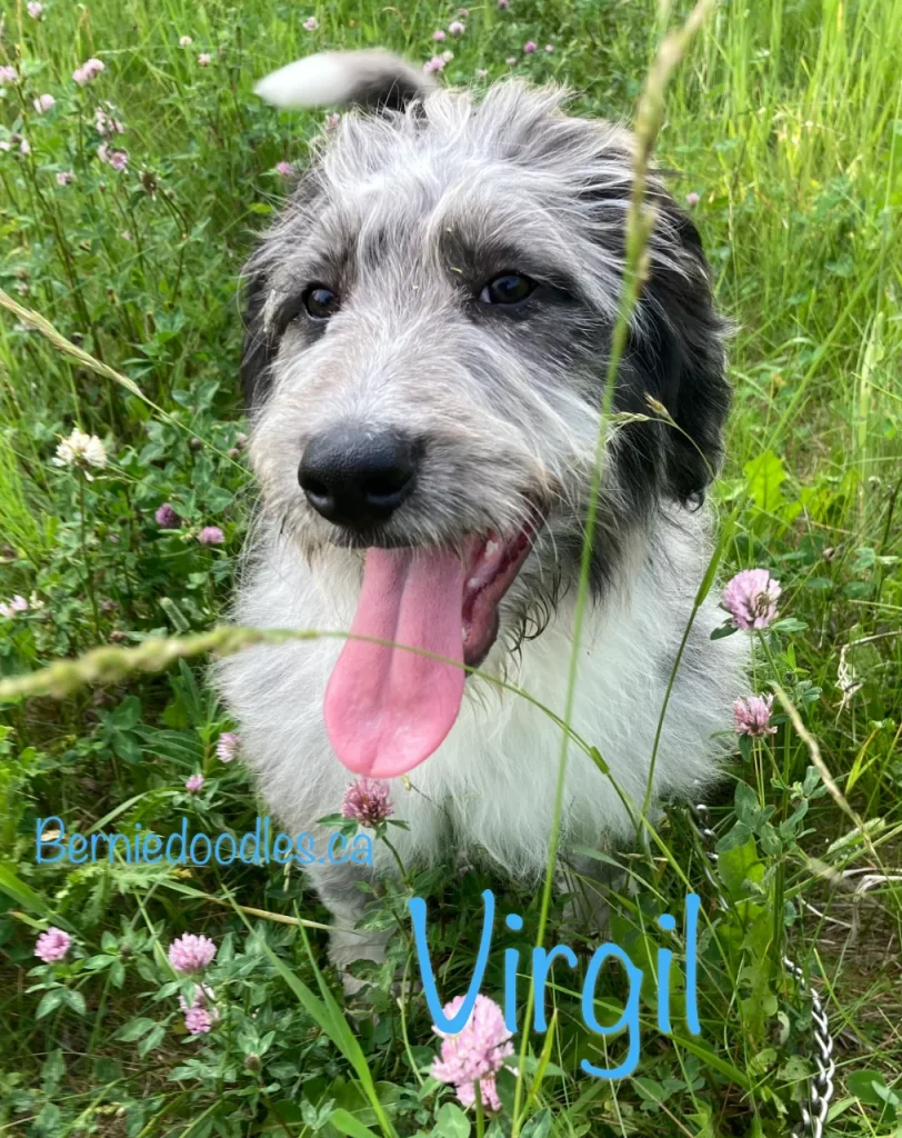 Virgil Male Bernedoodle Puppy for Sale