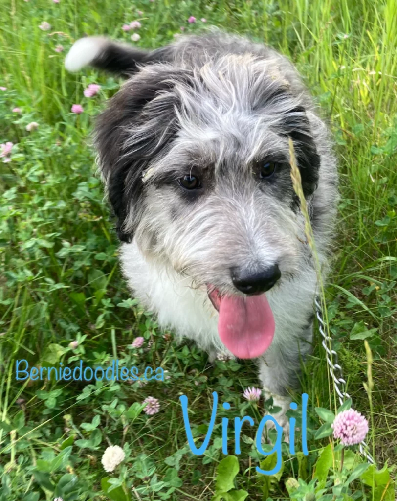 Virgil Male Bernedoodle Puppy for Sale