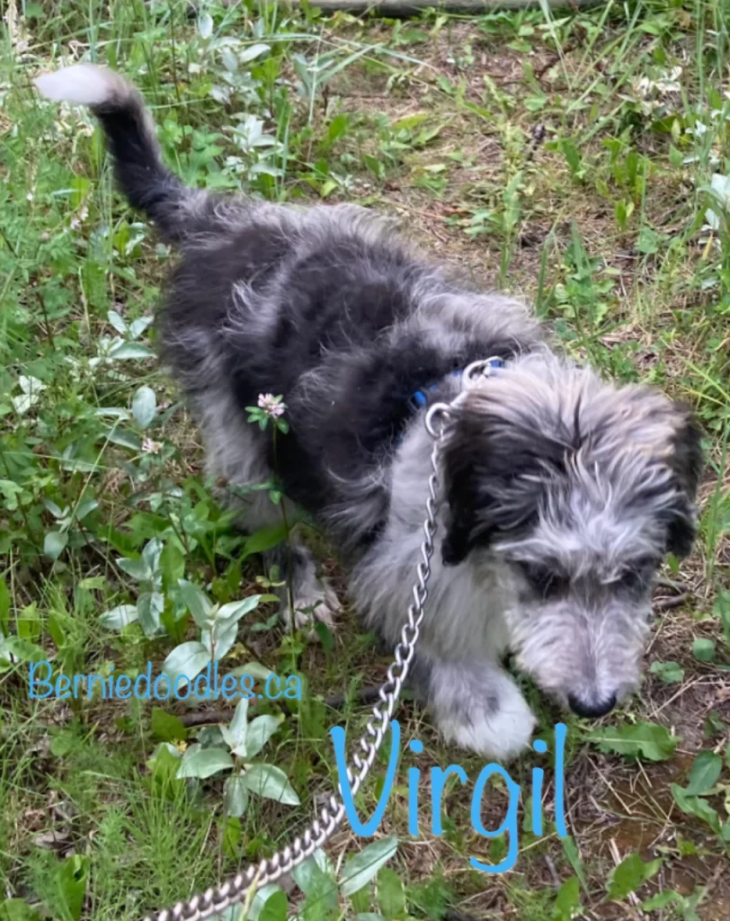 Virgil Male Bernedoodle Puppy for Sale