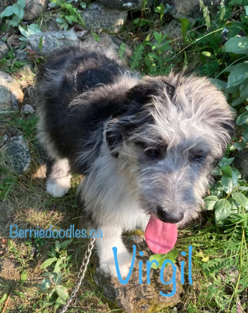 Virgil Male Bernedoodle Puppy for Sale