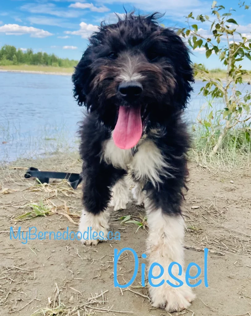 Bernedoodle puppy for sale Diesel