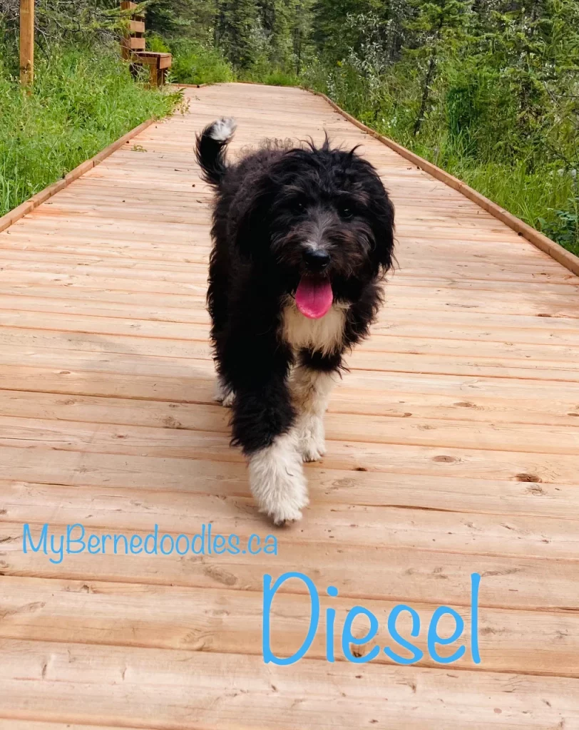 Bernedoodle puppy for sale Diesel