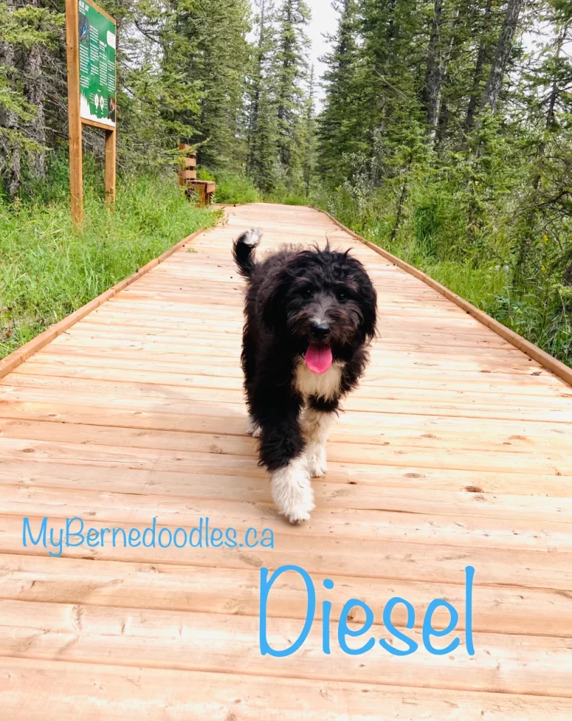 Bernedoodle puppy for sale Diesel