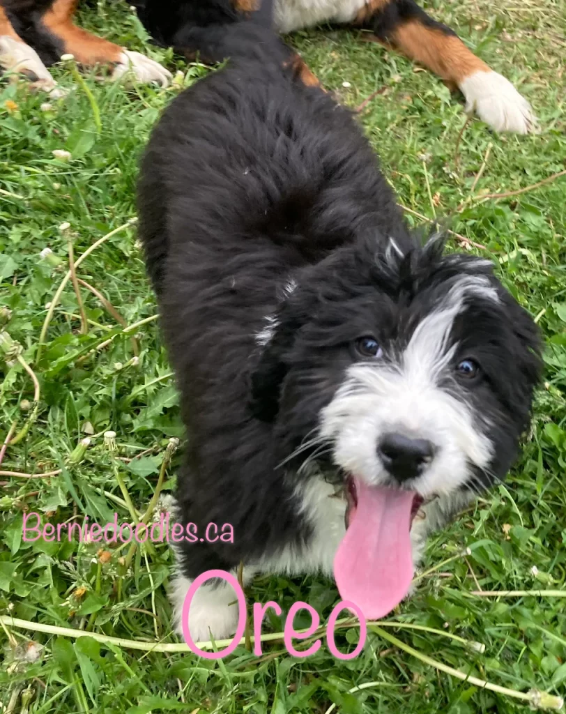 Female Bernedoodle puppy Oreo for sale