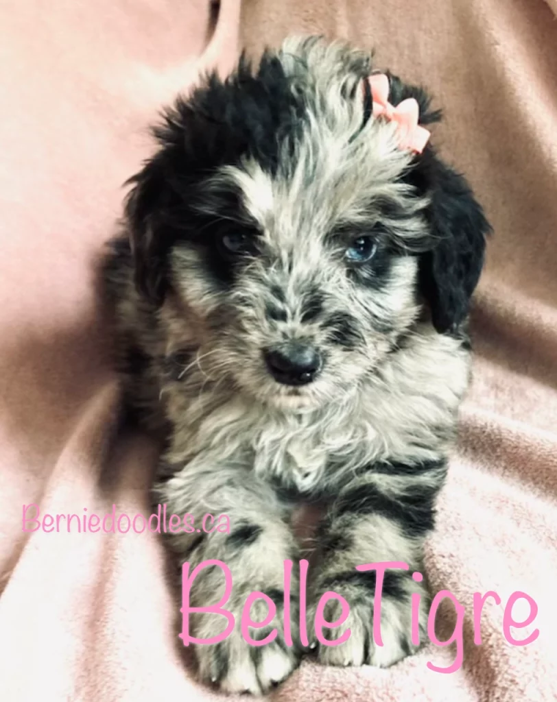 Female Bernedoodle BelleTigre