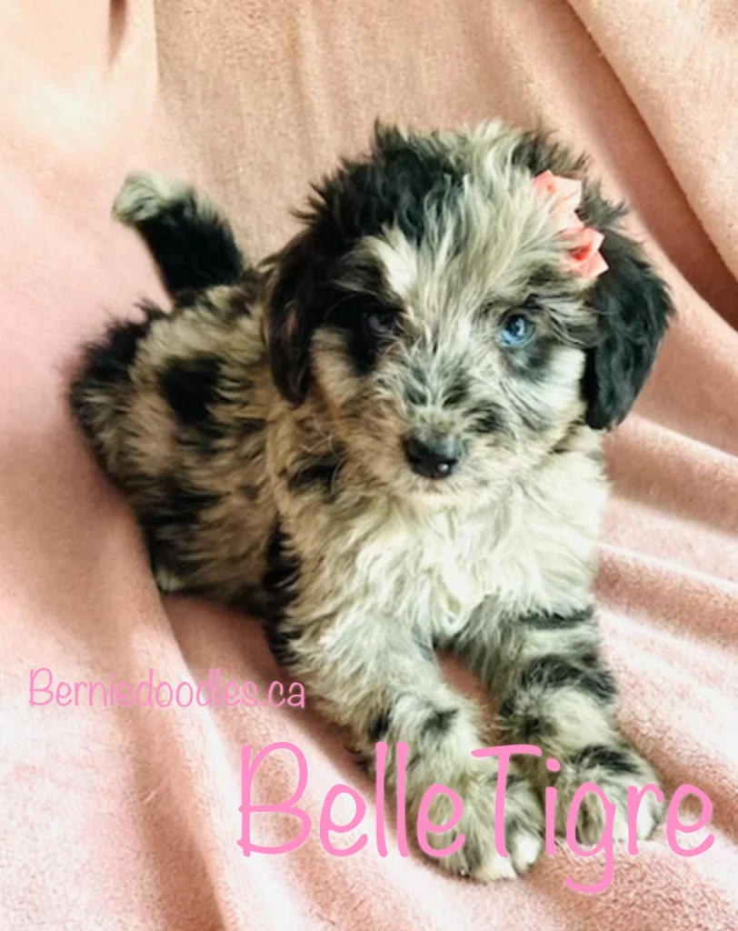 Female Bernedoodle BelleTigre