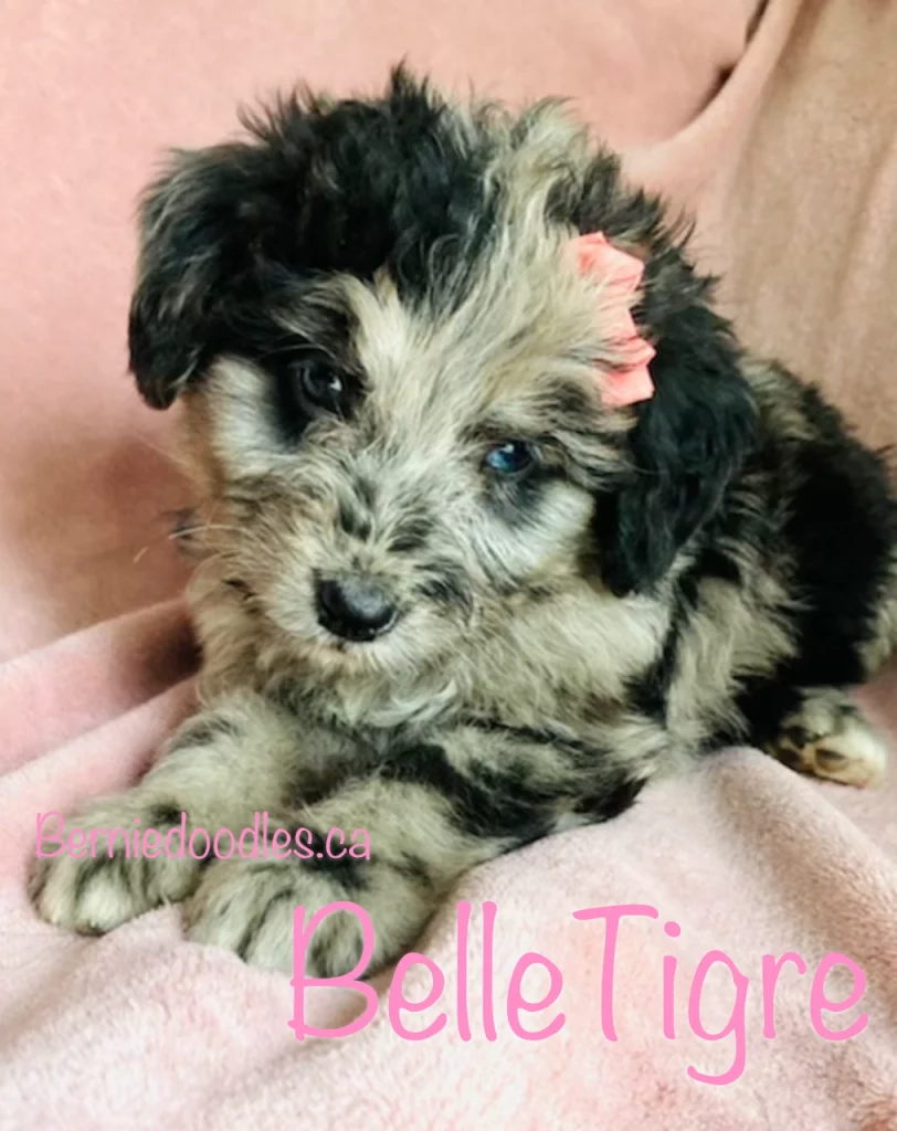 Female Bernedoodle BelleTigre