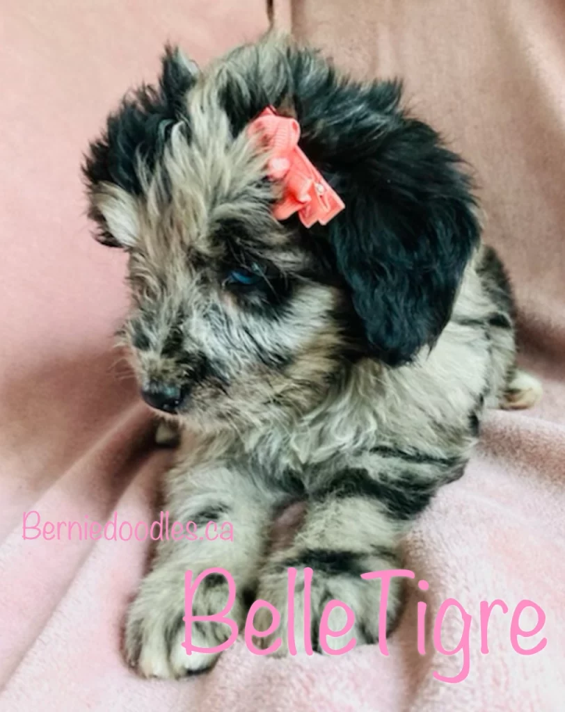 Female Bernedoodle BelleTigre