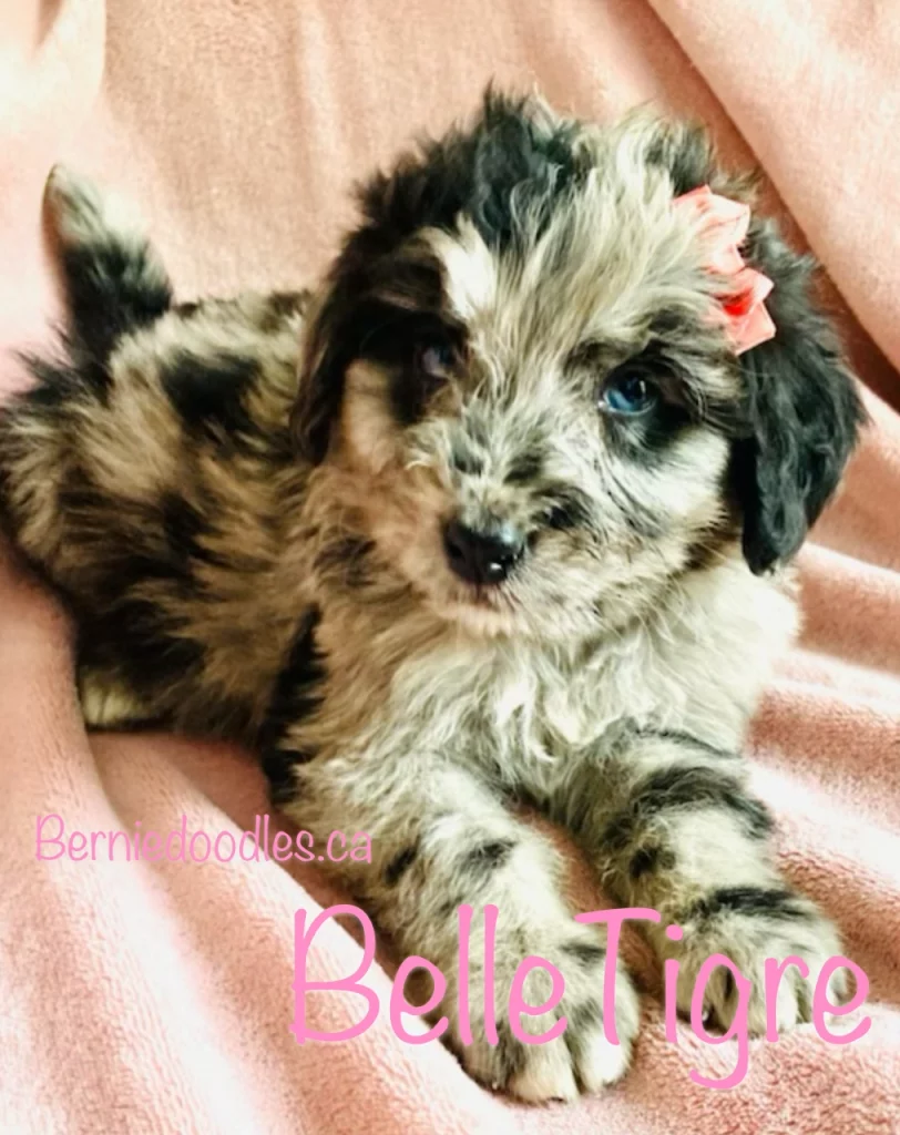 Female Bernedoodle BelleTigre