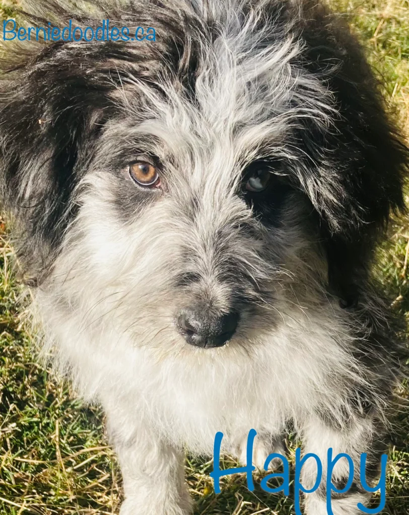 Happy Male Bernedoodle Puppy for Sale