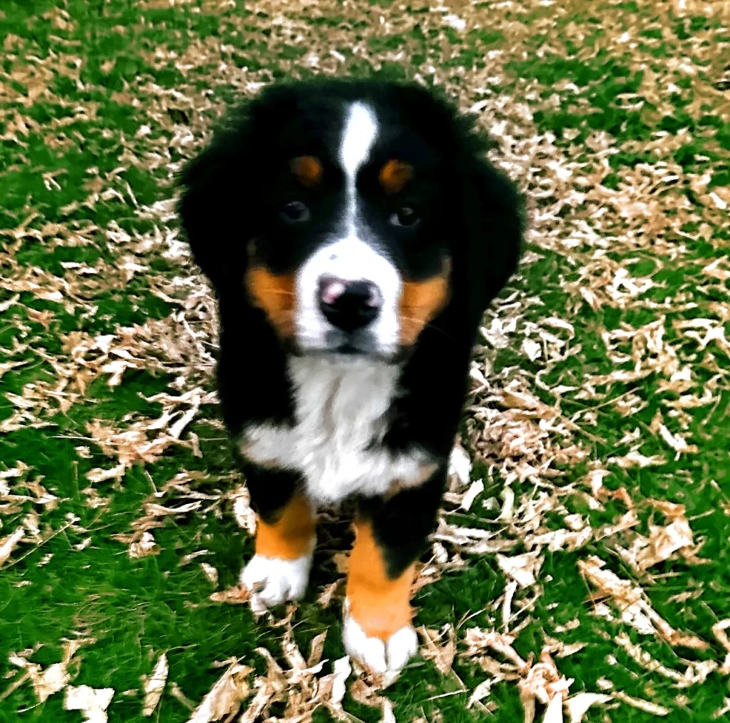 Sold Bernese Bernedoodle Puppy